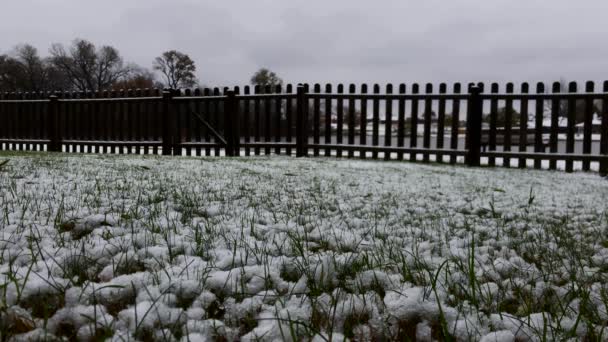 新鮮な雪がちりばめられた草のブレードの着実なショット — ストック動画