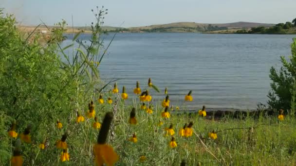 Tiro Constante Uma Vista Panorâmica Beira Lago Com Flores Amarelas — Vídeo de Stock