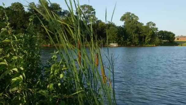 Kıvrımlı Kuyruklar Gölün Kenarındaki Meltemde Sallanan Sosisli Bitkileri — Stok video