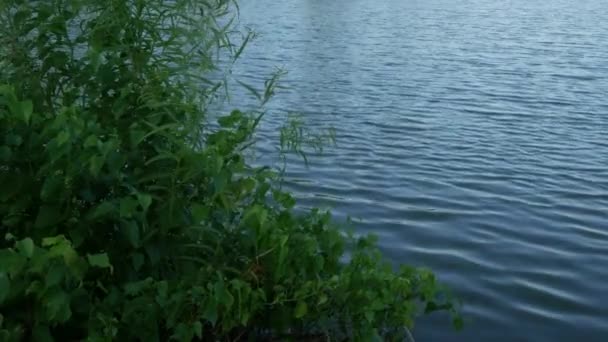 Groene Struiken Zwaaien Met Wind Een Meer — Stockvideo