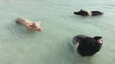 Bahamalar 'da okyanusta yüzen üç domuz. Exuma Sahilleri' nin en ilgi çekici yerlerinden biri.