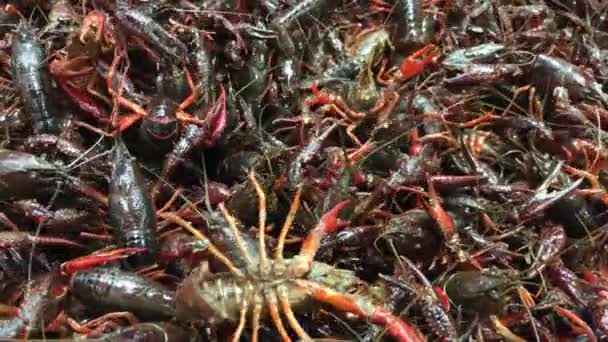 Haufen Lebender Hummer Einem Tablett Zum Verkauf Auf Einem Fischmarkt — Stockvideo