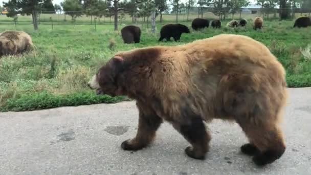 Niedźwiedź Grizzly Przechodzi Przez Ulicę — Wideo stockowe