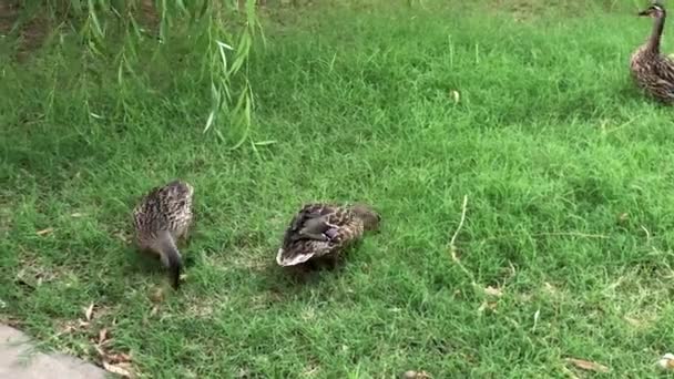 鸭只在绿草丛中觅食 — 图库视频影像