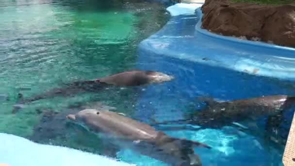 Tiro Mano Tres Delfines Nariz Botella Nadando Una Piscina Entrenamiento — Vídeo de stock