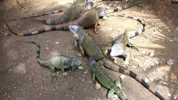 Disparo Mano Hacia Abajo Varias Iguanas Suelo — Vídeo de stock