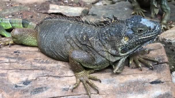 Handheld Close Shot Iguana Ground — 비디오