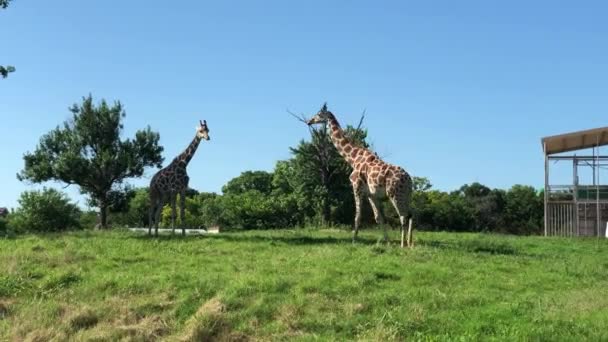 Handheld Wide Shot Two Giraffes Outdoors — Stock Video