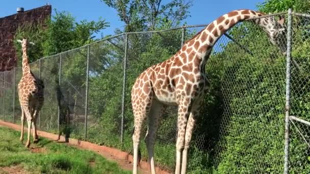 Tiro Portátil Duas Girafas Livre Com Comendo Folhas Outro Lado — Vídeo de Stock