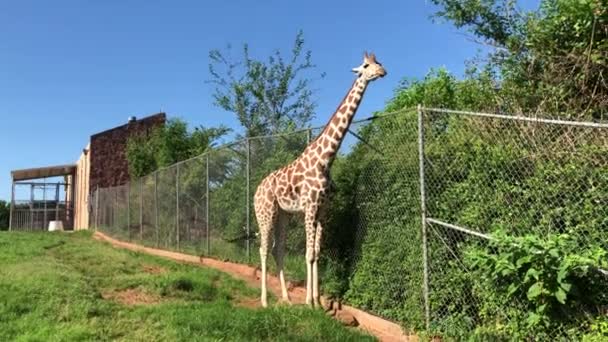 Tiro Mano Una Jirafa Comiendo Hojas Desde Parte Superior Una — Vídeos de Stock