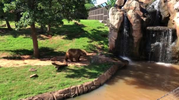 Ruční Záběr Medvěda Grizzlyho Kráčejícího Hnědé Řece — Stock video