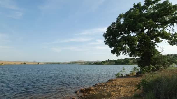 Fotografie Constantă Unui Lac Pitoresc Copac Malul Mării — Videoclip de stoc