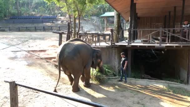 Chiang Rai Tailandia Marzo 2018 Toma Mano Elefante Cargando Manojo — Vídeo de stock