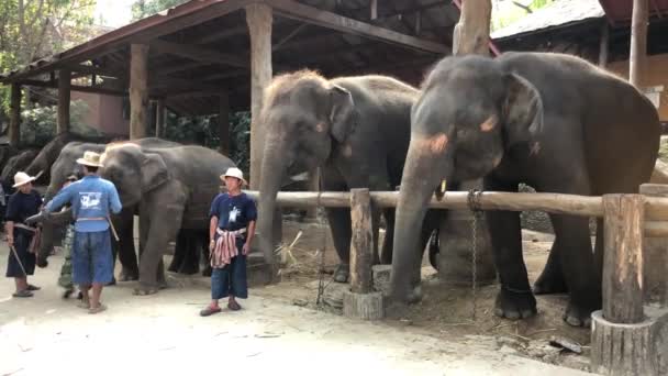 Chiang Rai Thailand Mars 2018 Handhållna Skott Turister Mata Elefanter — Stockvideo