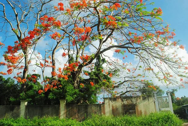 Wall Old Garment Factory Bright Flame Tree Flowers — Stock Photo, Image