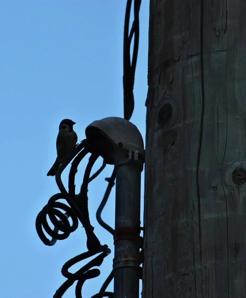 Silhouette Bird Perched Electric Wires Pole — Stok fotoğraf