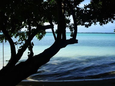 Silhouette ofa tree along the beach in a tropical island.