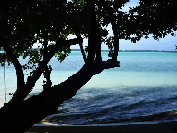 Silhouette Arbre Long Plage Dans Une Île Tropicale — Photo