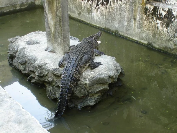 Krokodil Sonnt Sich Auf Flacher Fläche Einem Teich — Stockfoto