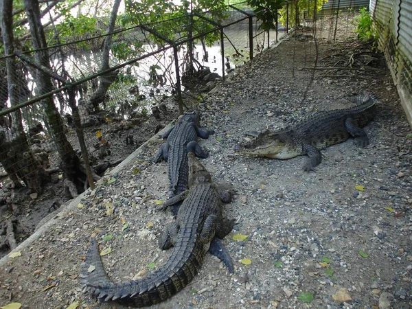 Крокодилы Загорают Земле Рядом Болотом — стоковое фото