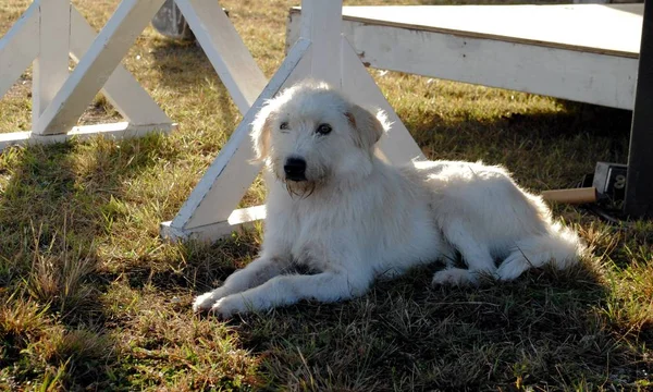 Bílý Pes Leží Trávě Dívá Stranou — Stock fotografie