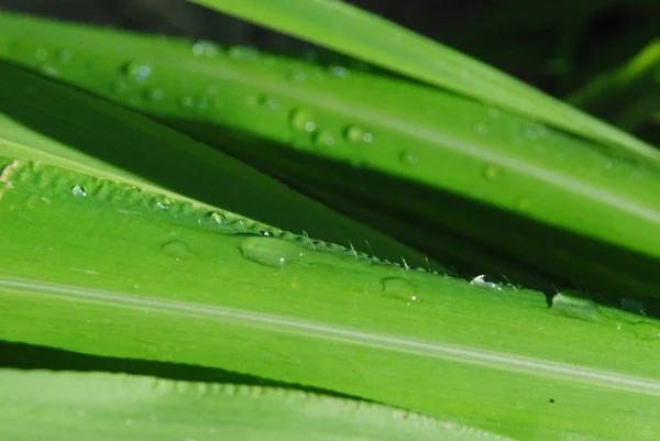 Свіжі Зелені Чагарники Мокрими Краплями Роси Від Дощу — стокове фото