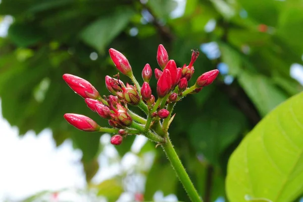 Bunchof Botões Flores Vermelhas Jardim Fundo Borrado — Fotografia de Stock