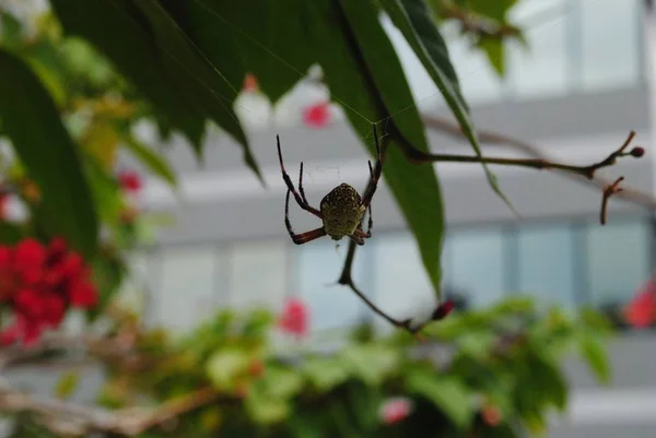 Upward Shot Spider Hanging Its Web Garden — Stock Photo, Image