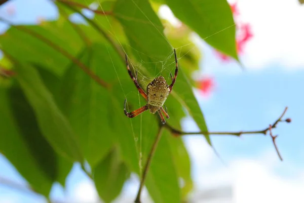 Plano Medio Ancho Hacia Arriba Una Araña Fondo Borroso — Foto de Stock