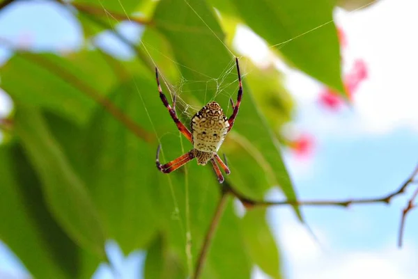 Close Upward Shot Spider Blurred Background — Stock Photo, Image