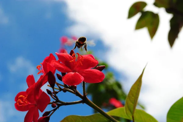 Medium Close Red Flowers Bee Buzzing Petals — 图库照片