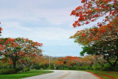 Blooming flame trees along the road on Saipan, Northern Mariana Islands. 