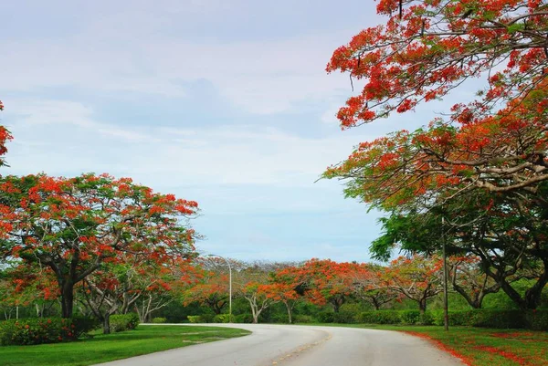 Flame Trees Florescendo Longo Estrada Saipan Ilhas Marianas Norte — Fotografia de Stock