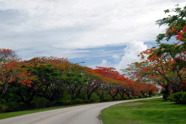 Florescendo Árvores Chama Fronteira Uma Estrada Sinuosa Pavimentada Uma Ilha — Fotografia de Stock