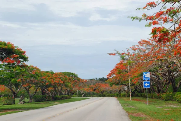 Florescendo Árvores Chama Fronteira Com Uma Estrada Sinuosa Saipan Ilhas — Fotografia de Stock
