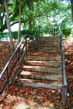 Concrete stairs showered with flame tree flowers