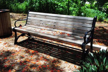 Wooden bench at the park with showers of flame tree flowers 
