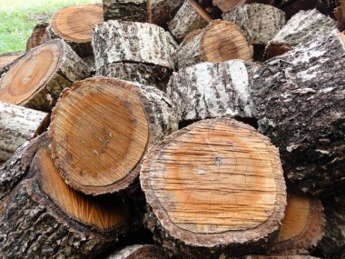 Chopped pieces of wood from a tree trunk