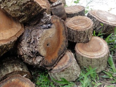 Piled pieces of chopped wood from a tree trunk