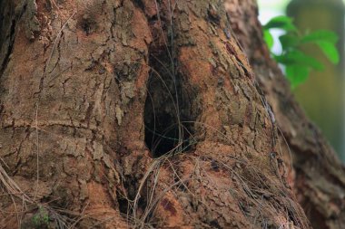 Hole in the bark of a tree, blurred background 