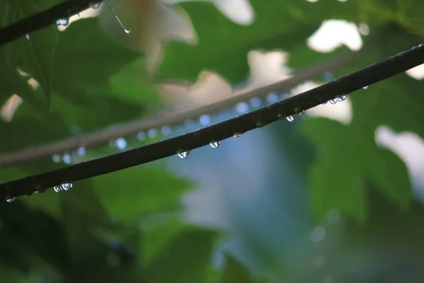 Σταγόνες Νερού Που Στάζουν Από Ένα Κοτσάνι Στον Κήπο — Φωτογραφία Αρχείου