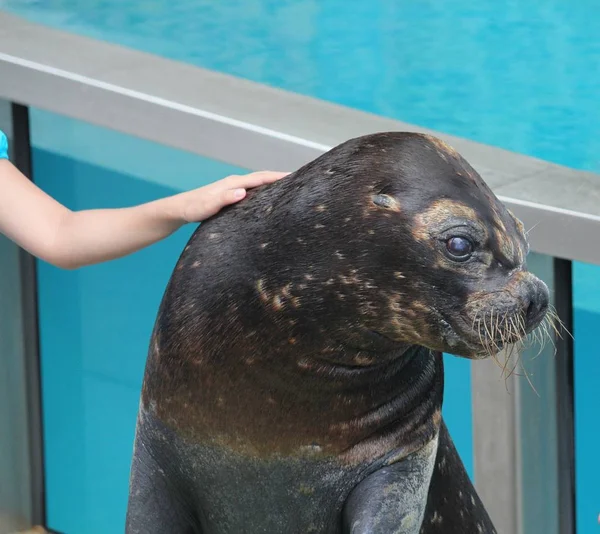 Een Zeeleeuw Geaaid Door Hand Van Een Meisje — Stockfoto