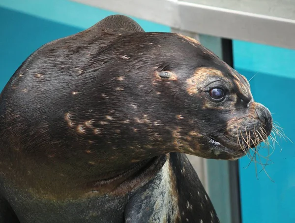 Close up side view of a sea lion