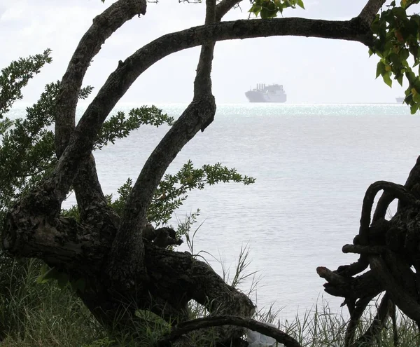 Silhouette of trees on a rainy day at the beach, with a ship in the distance