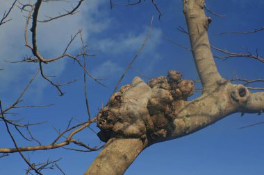 Ağaç gövdesinde çıkıntı