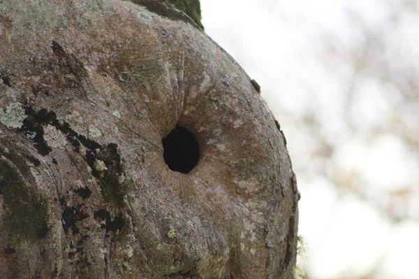 Багажник Дерева Небольшим Круглым Отверстием — стоковое фото
