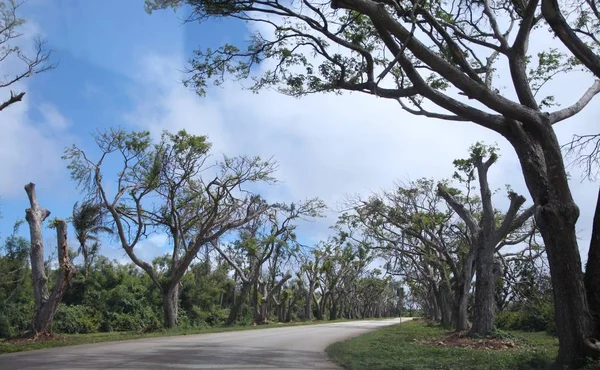 Asphaltierte Straße Mit Bäumen Die Sich Von Einem Taifun Erholen — Stockfoto