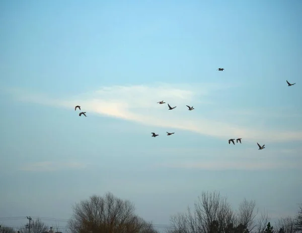 Silhouette Von Vögeln Die Winter Himmel Fliegen — Stockfoto