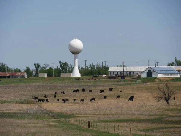 Terrain Agricole Avec Réservoir Eau Quelques Vaches Noires Pâturant Dans — Photo