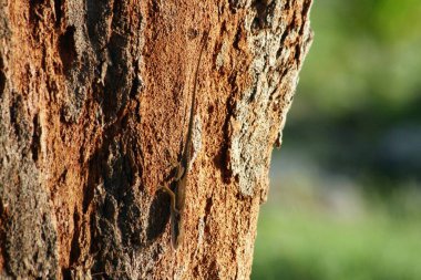 Cropped, close up of a tree bark, blurred background